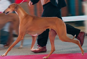 Photo n°16 de éleveur azawakh : élevage de la route jacques coeur à Marçais (Éleveur)
