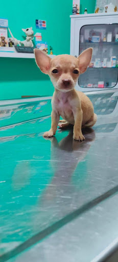 Clínica veterinaria Melve Gallery - Mexico