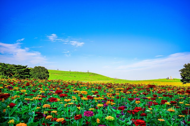 Hitachi Seaside Park