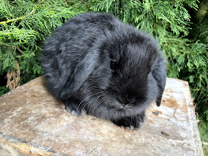 Photo n°6 de Élevage Les 4 Chardons (lapins de compagnie et réflexologie plantaire assistée par l’animal) à Saint-Hilaire-de-Lusignan (Éleveur)
