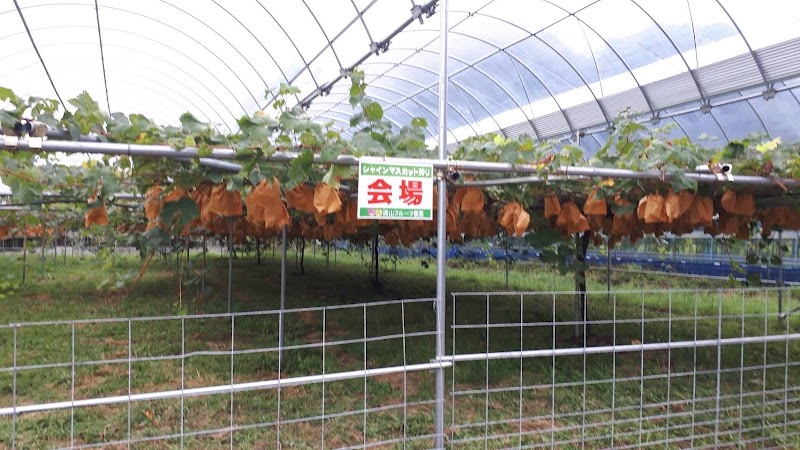 岡山フルーツ農園 シャインマスカット狩り