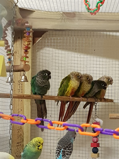 Chicos Pet Supplies - Thumbnail