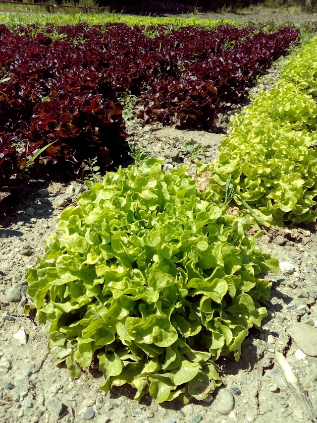 Azienda Agricola Priano