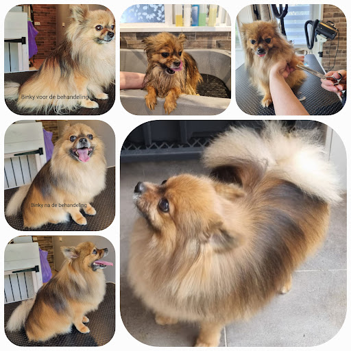 Pets Hair Studio Gallery - Netherlands