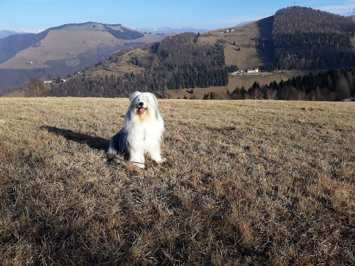 Thedogtrainer - Visual