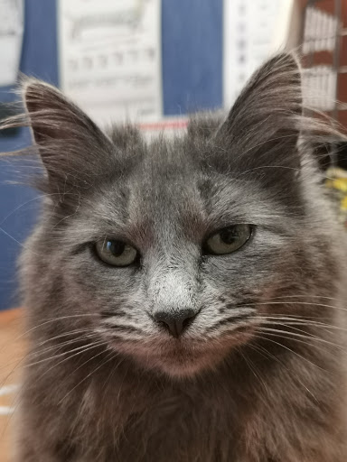 Ambulatorio Veterinario Jasper - Thumbnail