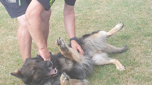 hunde1zentrum Horst Rosemeier Zertifizierte Hundeschule gemäß § 11 Tierschutzgesetz - Bernburg (Saale)