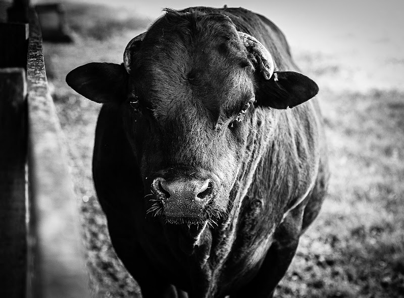 Priory Estate and Farm photo 2