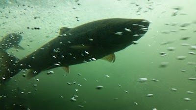 Photos of Salmon Studio