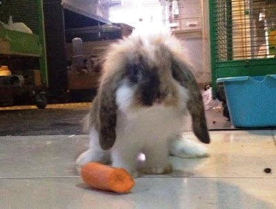 Photos of Markos Pet Shop And Grooming