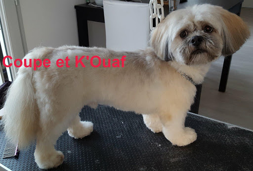 Coupe et K'Ouaf - Toilettage à domicile Nantes - Thumbnail