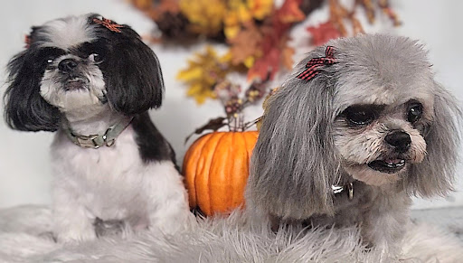 B-Stylin' Pets Mobile Salon llc. - Thumbnail
