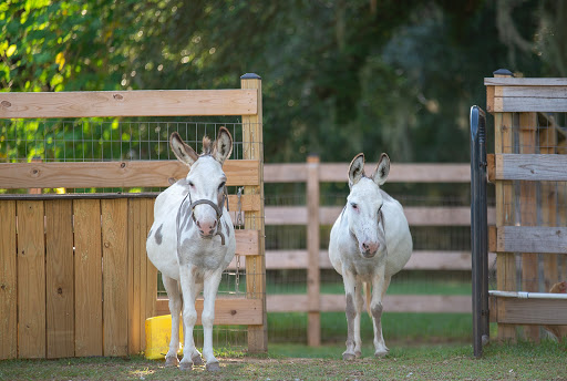 Almosta Ranch LLC - Thumbnail