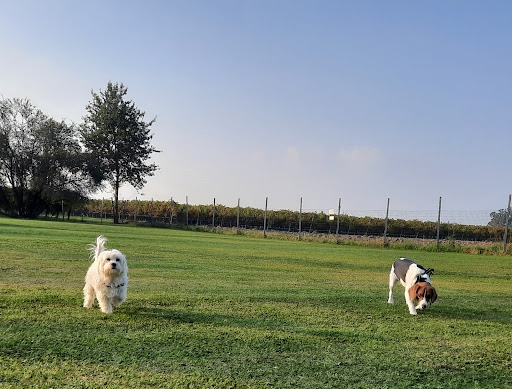 Eden dog's - di Clemente Monia educazione cinofila - Thumbnail