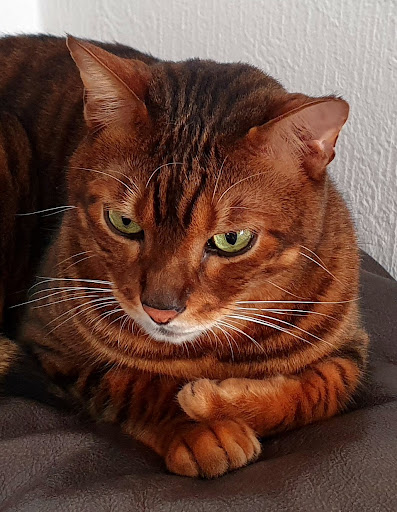 Tierarzt Hubert Schiffer