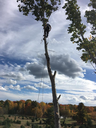 Greg's Tree Services - Visual