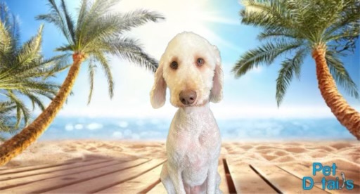 Pet D-tails - Thumbnail