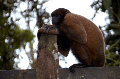 Photos of Paseo de los Monos
