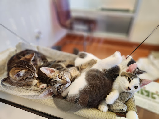 Peninsula Humane Society & SPCA Adoption Center - Thumbnail