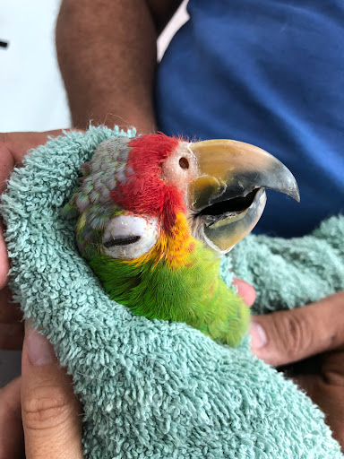 PETIA Hospital Veterinario - Thumbnail