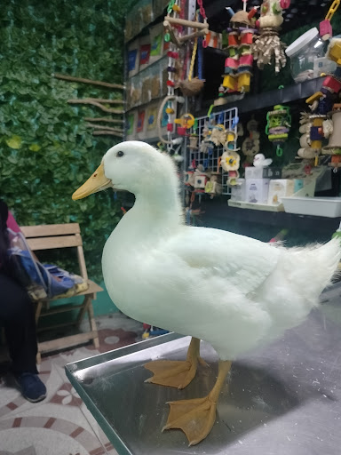 Tzintzun Clínica de Aves