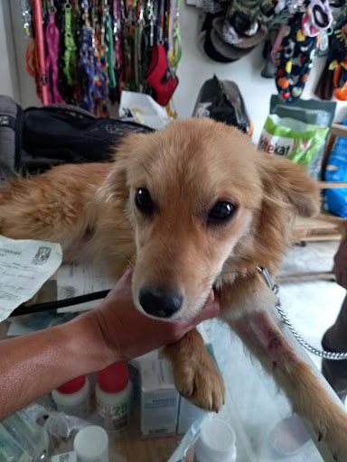 Consultorio Veterinario Y Estética Canina Beethoven - Thumbnail
