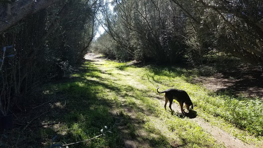 Olive Us Farms by null