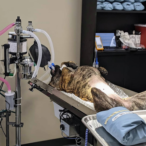 SNiP Vet - Spay Neuter in Phoenix - Thumbnail
