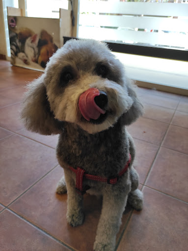 Veterinarian Palafolls (C.A.V.) / Canine Grooming Monica - Thumbnail