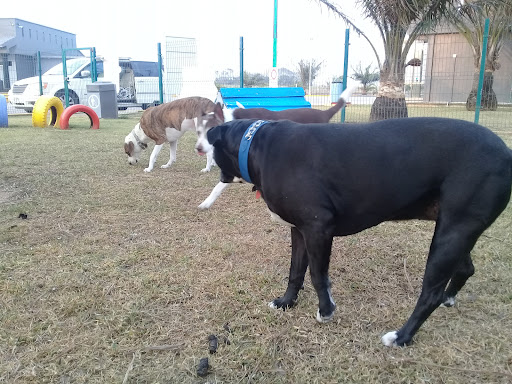 Best Mexico Pet Movers Gallery - Mexico