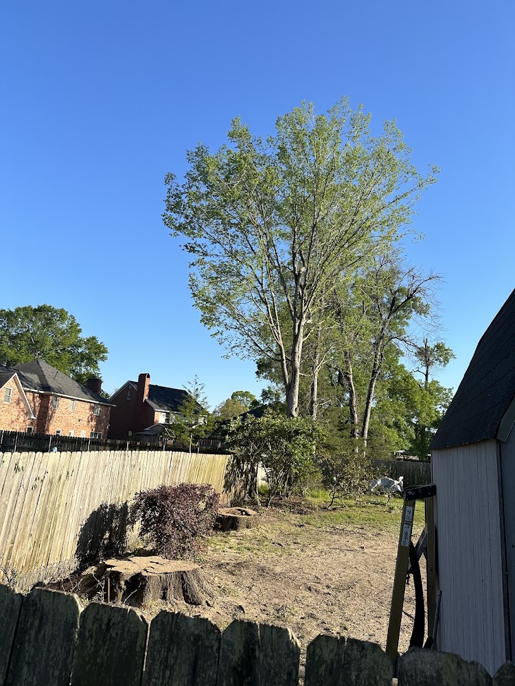 Mount Tree Service – photo 2 of 3