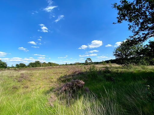 Wallsteijn - Visual