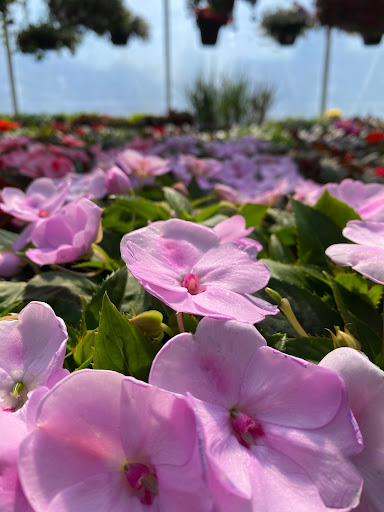 Le Jardin de Lachute - Thumbnail