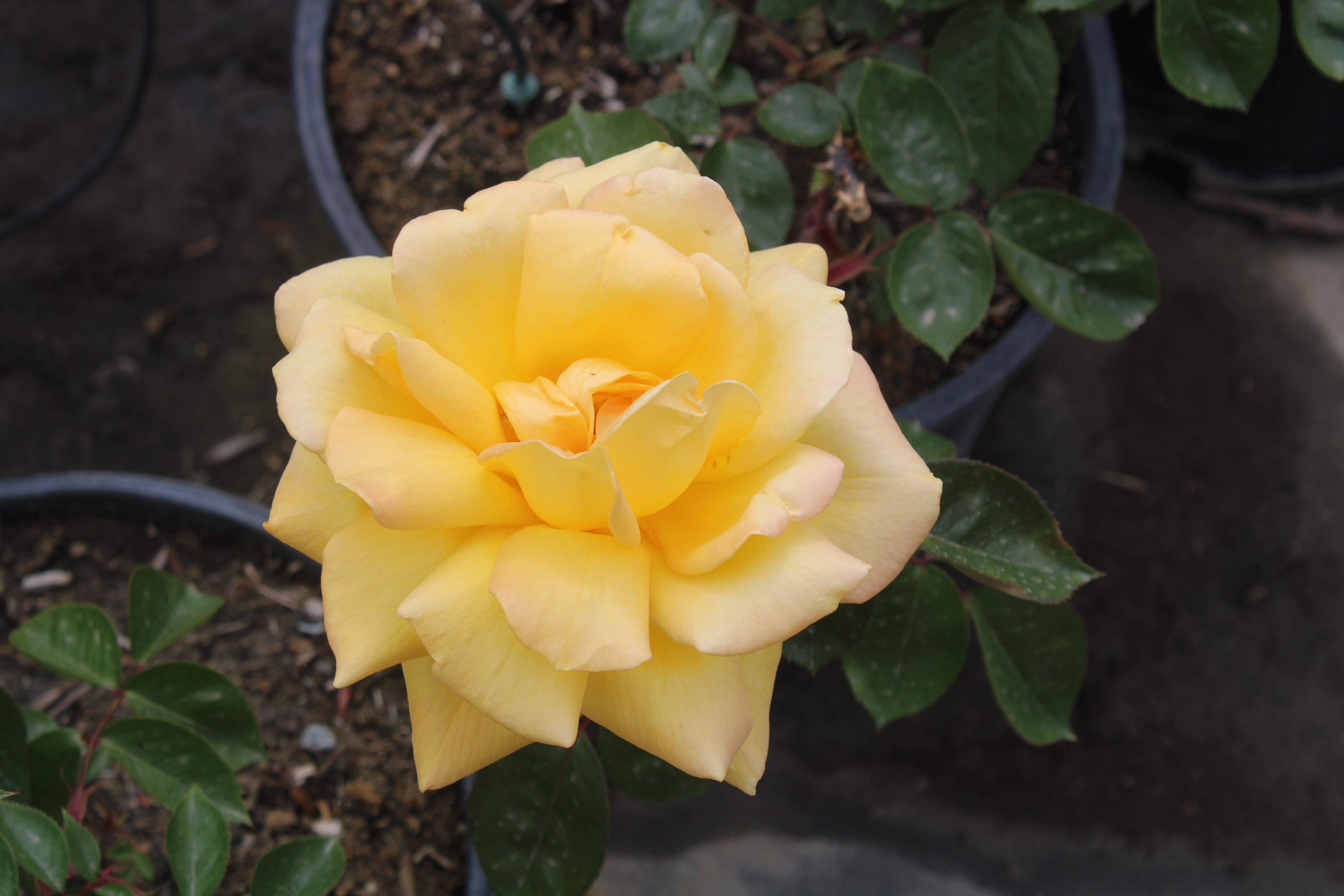Magana Growers Nursery