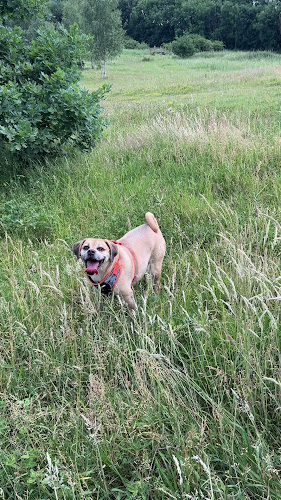 Charlie & Friends - Dog trainer
