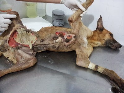 Photos of Cl&iacute;nica Veterin&aacute;ria Tododoy