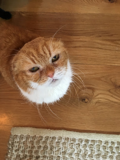 Southport Veterinary Center - Thumbnail