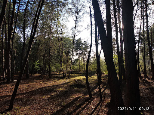 Forêt communale Appoigny - Thumbnail