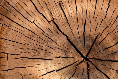 Jeff Mann Timber - Visual