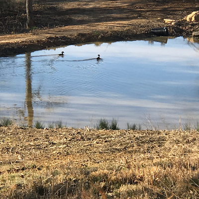 Nature calls at Adler Farms