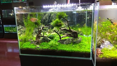 Photos of Fish Pools Trading