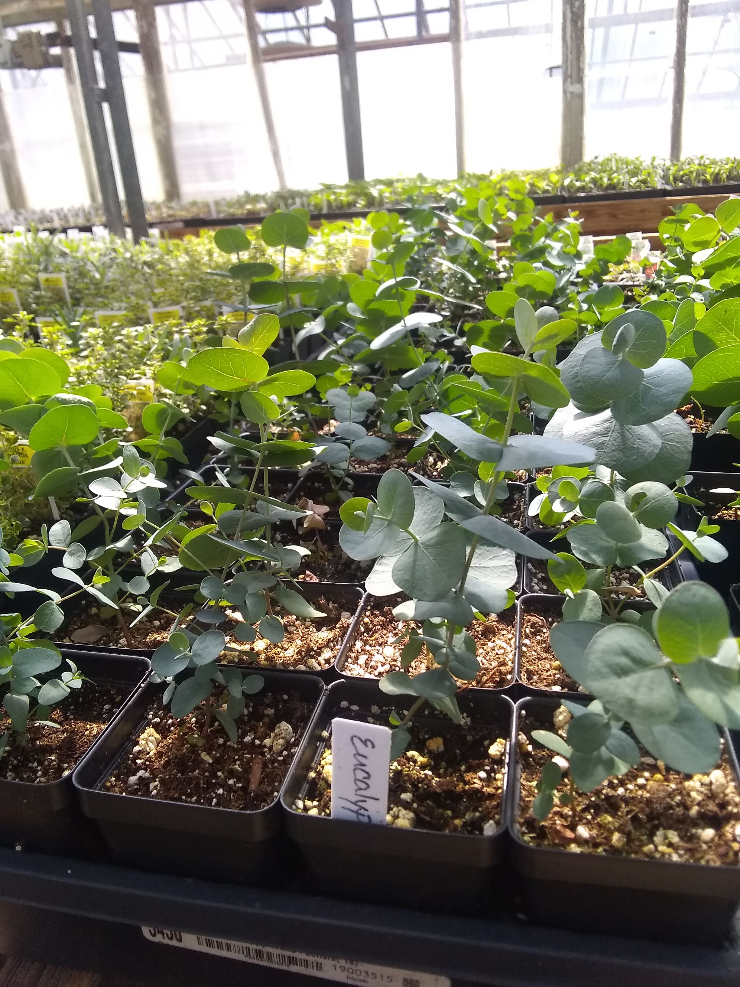 Sunset Greenhouse