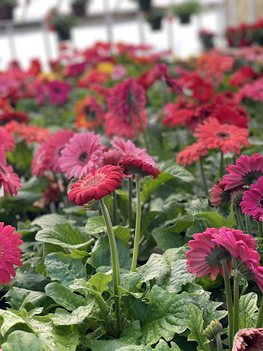 Kirk's Flowers Gallery - United States