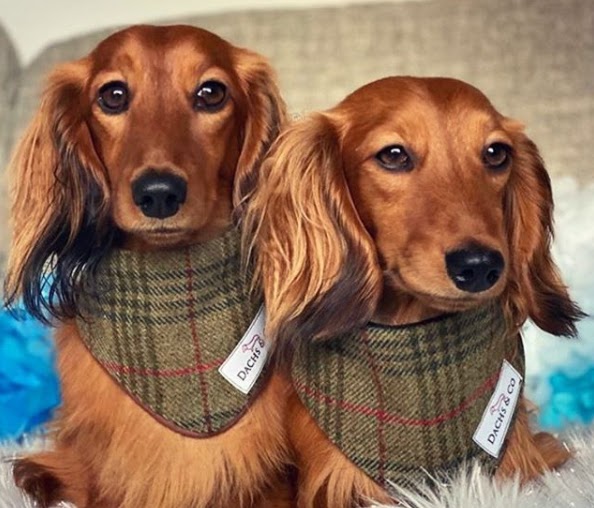 Dachs&Co photo 3