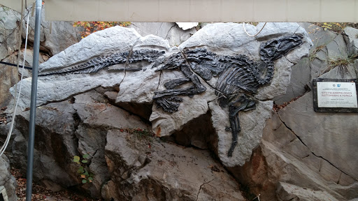 Sito Paleontologico Villaggio del Pescatore - Thumbnail