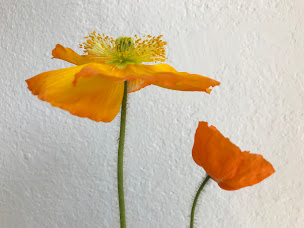 Photo n°3 de Nora Achoui Berck - Gestalt à Rochefort (Gestalt-thérapeute)