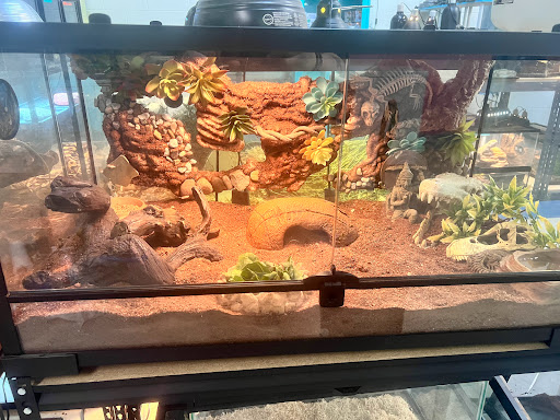 Anvil Exotics - Visual