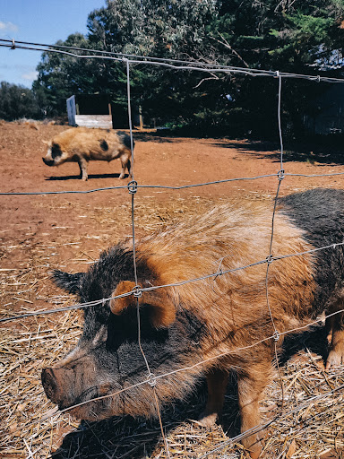 Butleigh Farm and Functions