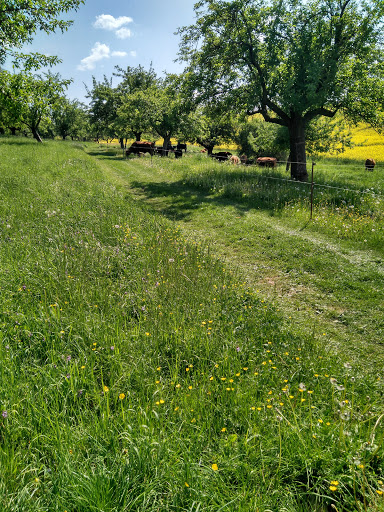 Ringpromenade - Visual