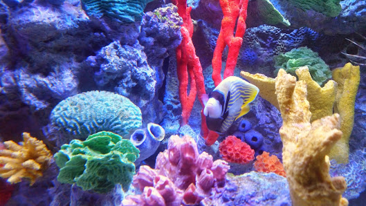 Sentry Scuba 1529 46th Ave, Moline, IL 61265, United States